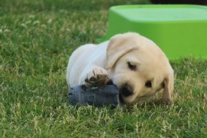 nala toy2